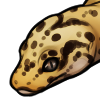Leopard Gecko [Wi...
